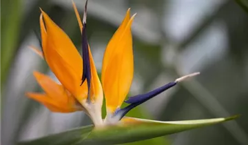 Zum Vergrößern klicken Bildvorschau