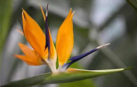 Strelitzien – Holen Sie sich die Tropen in Ihren Garten Strelitzien – Holen Sie sich die Tropen in Ihren Garten
