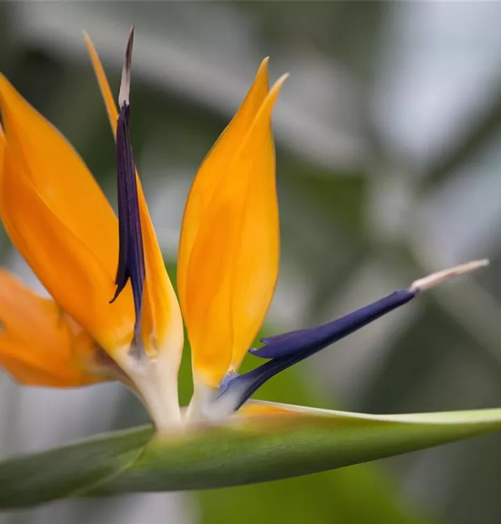 Königs-Strelitzie Königs-Strelitzie