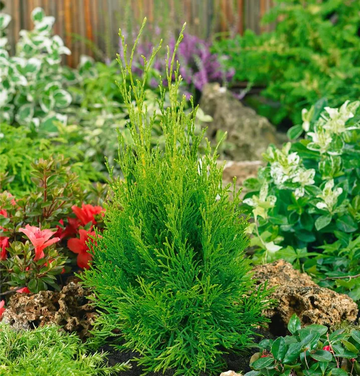 Abendländischer Lebensbaum