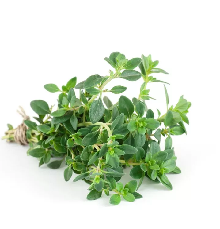 Zitronen-Thymian 'Limone'