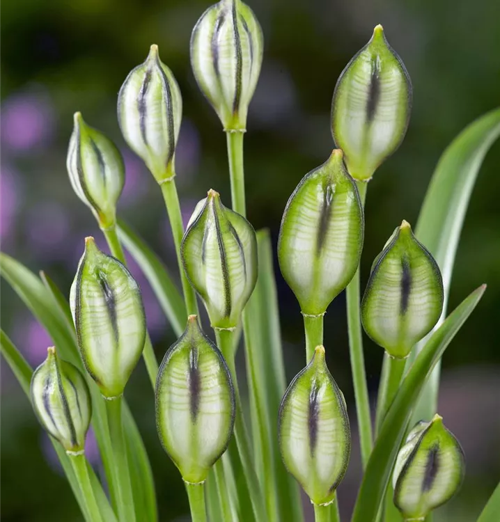 Späte Tulpe