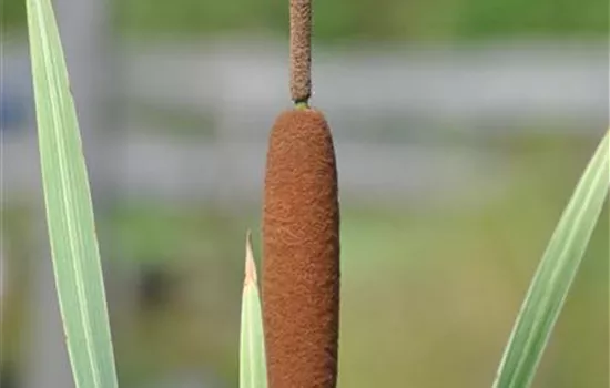 Buntblättriger Rohrkolben 'Variegata'