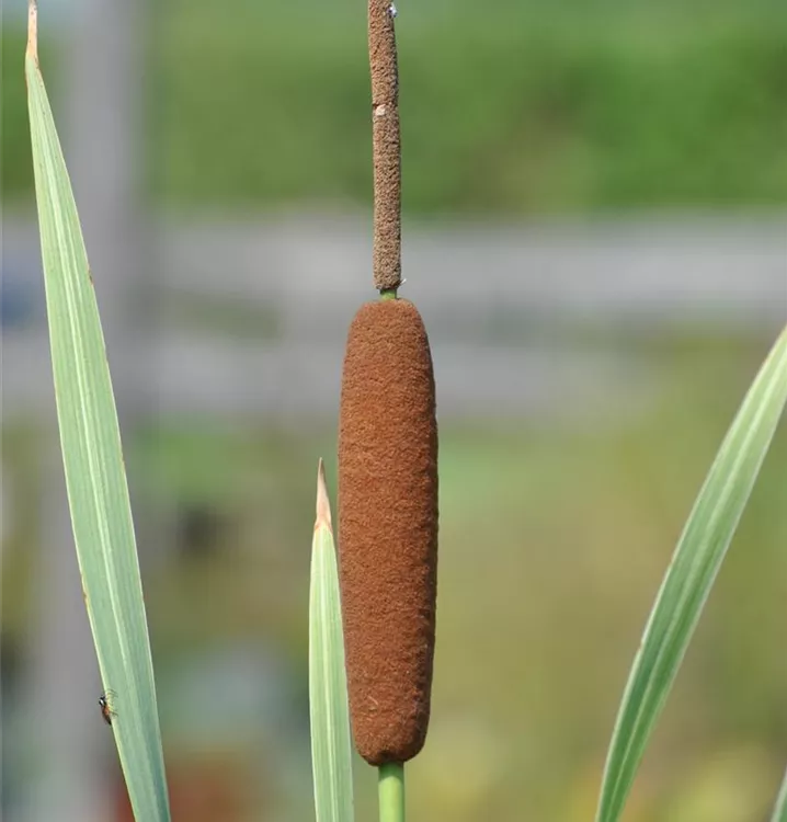 Buntblättriger Rohrkolben 'Variegata'
