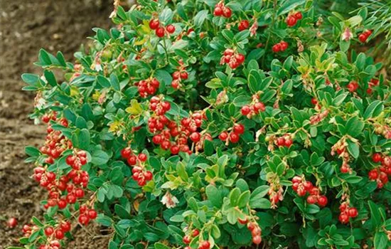 Preiselbeere 'Red Candy'