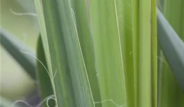 Zum Vergrößern klicken Bildvorschau