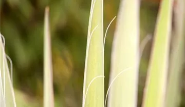 Zum Vergrößern klicken Bildvorschau