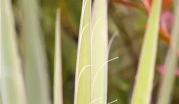 Zum Vergrößern klicken Bildvorschau