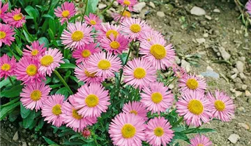 Zum Vergrößern klicken Bildvorschau