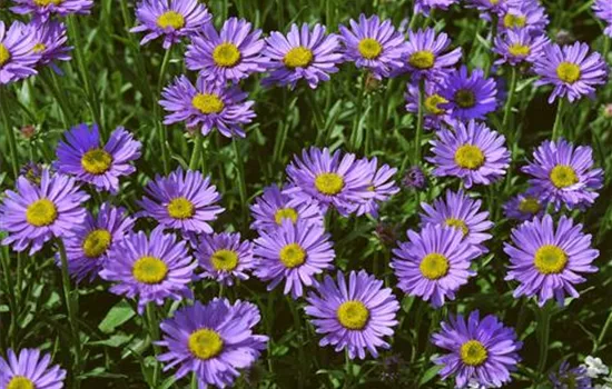 Alpen-Aster Alpen-Aster