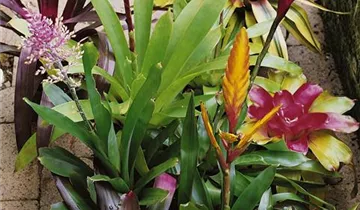 Zum Vergrößern klicken Bildvorschau