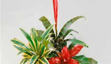 Zum Vergrößern klicken Bildvorschau