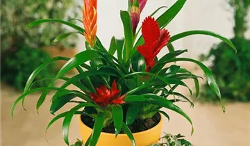 Zum Vergrößern klicken Bildvorschau