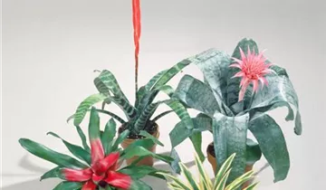 Zum Vergrößern klicken Bildvorschau