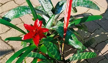 Zum Vergrößern klicken Bildvorschau