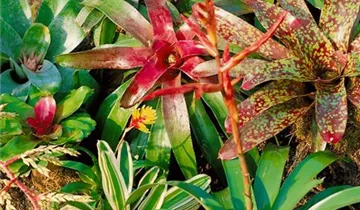 Zum Vergrößern klicken Bildvorschau