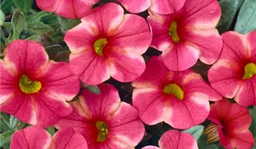 Zum Vergrößern klicken Bildvorschau