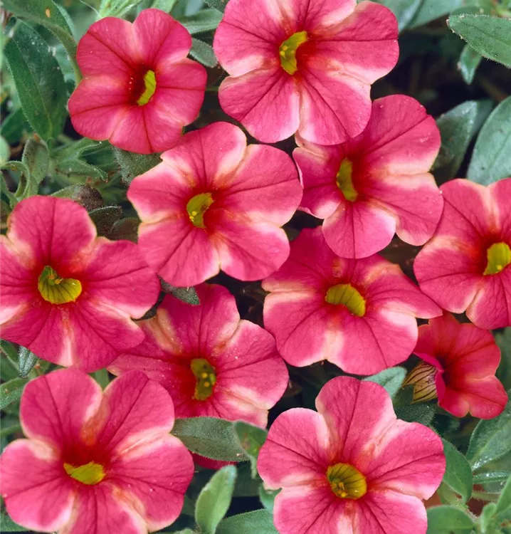 Zauberglöckchen Zauberglöckchen