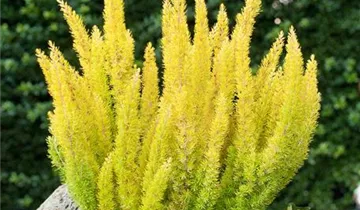 Zum Vergrößern klicken Bildvorschau