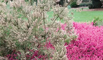 Zum Vergrößern klicken Bildvorschau