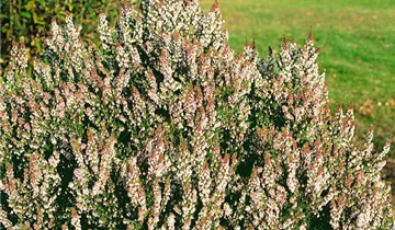 Zum Vergrößern klicken Bildvorschau
