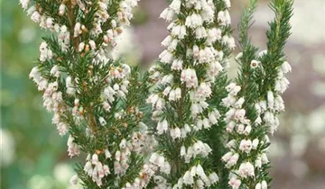 Zum Vergrößern klicken Bildvorschau