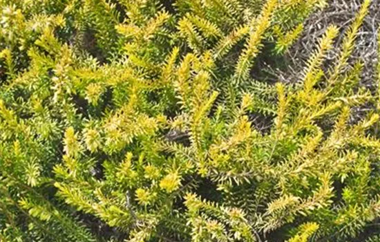 Schneeheide Schneeheide