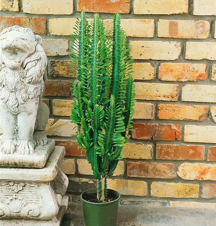 Dreikantige Wolfsmilch