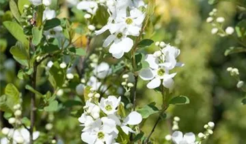 Bildvorschau