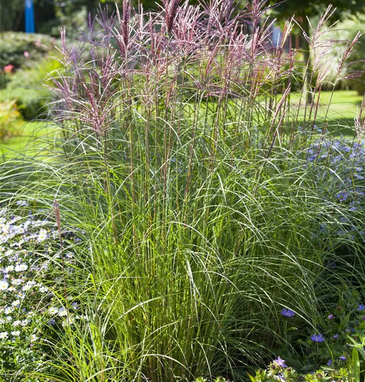 Garten-Chinaschilf