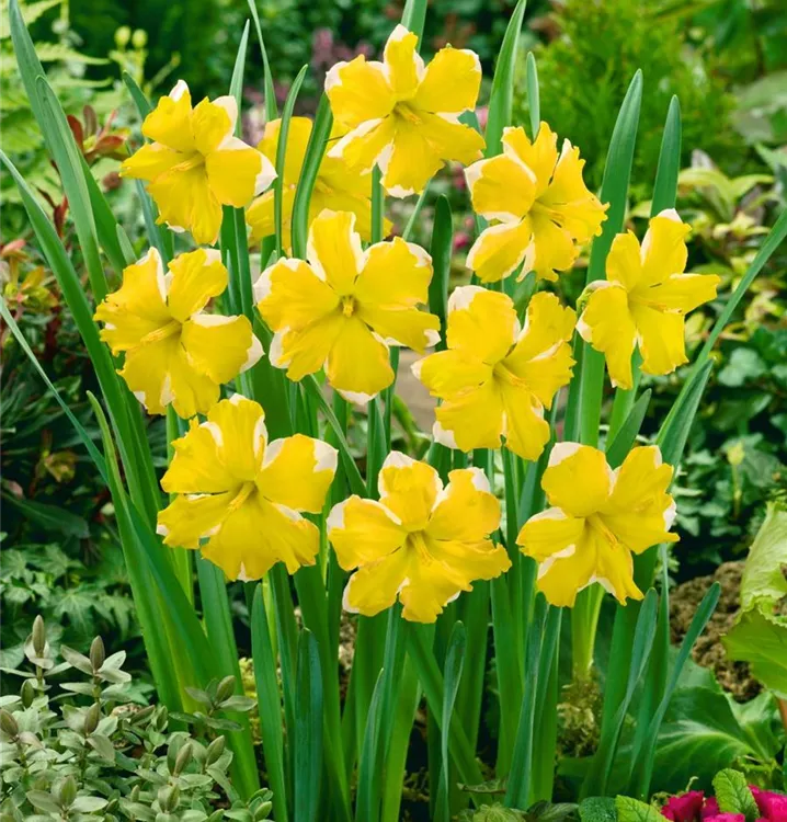 Narzisse 'Cassata'