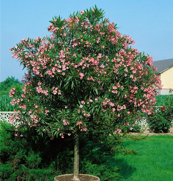 Oleander, Stamm