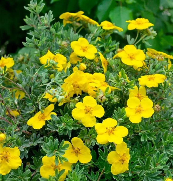 Gemeiner Fingerstrauch