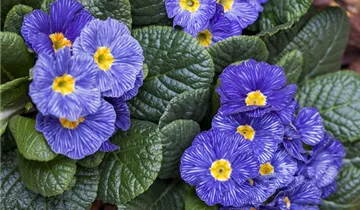 Zum Vergrößern klicken Bildvorschau