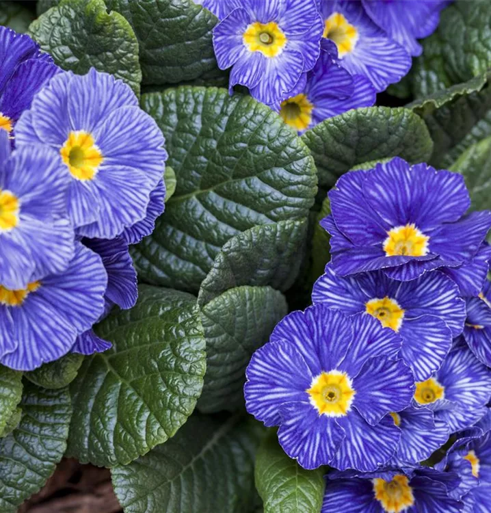 Kissen-Primel Kissen-Primel