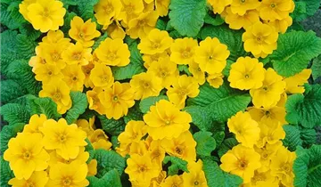 Zum Vergrößern klicken Bildvorschau