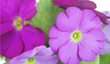 Zum Vergrößern klicken Bildvorschau