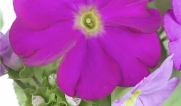 Zum Vergrößern klicken Bildvorschau