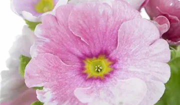 Zum Vergrößern klicken Bildvorschau