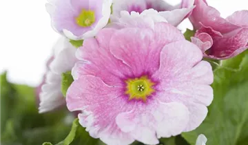 Zum Vergrößern klicken Bildvorschau