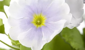 Zum Vergrößern klicken Bildvorschau