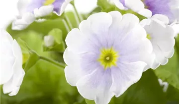 Zum Vergrößern klicken Bildvorschau