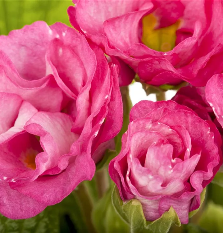 Kissen-Primel 'Suzette'