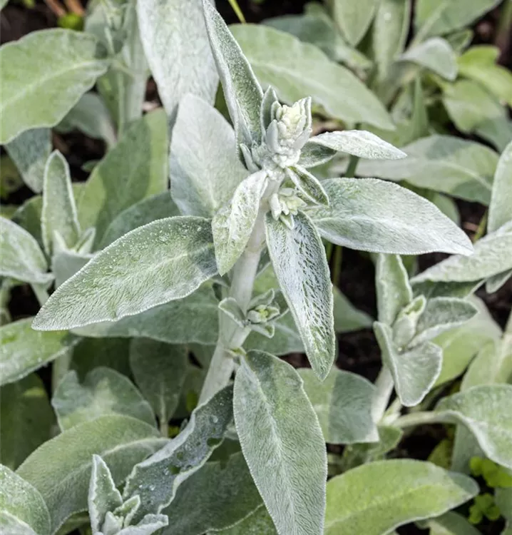 Garten-Salbei