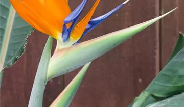 Zum Vergrößern klicken Bildvorschau