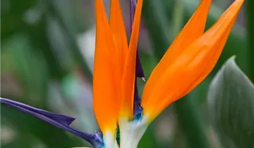 Zum Vergrößern klicken Bildvorschau