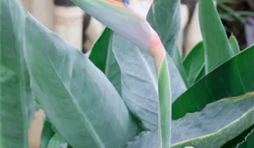 Zum Vergrößern klicken Bildvorschau