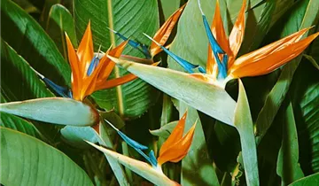 Zum Vergrößern klicken Bildvorschau