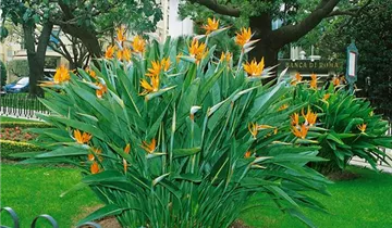 Zum Vergrößern klicken Bildvorschau