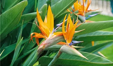 Zum Vergrößern klicken Bildvorschau